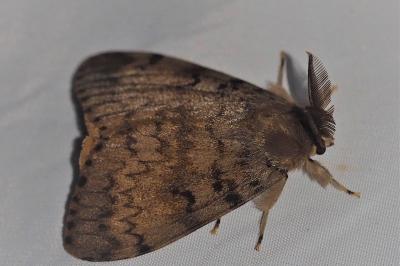 <i>Lymantria dispar</i>