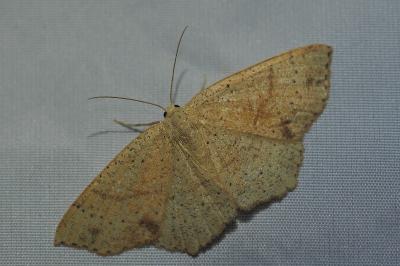 <i>Cyclophora punctaria</i>