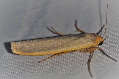 <i>Manulea complana</i>