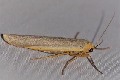 <i>Eilema caniola</i>