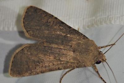 <i>Agrotis segetum</i>