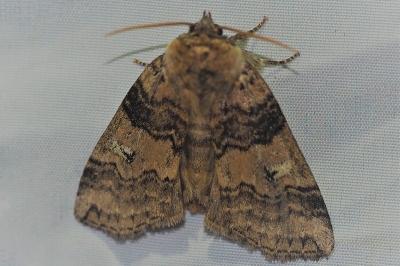 <i>Tethea or</i>