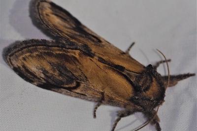 <i>Notodonta ziczac</i>