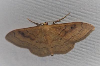 <i>Idaea rubraria</i>