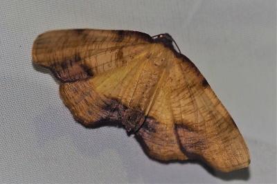 <i>Plagodis dolabraria</i>