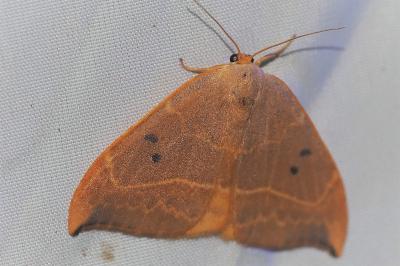 <i>Watsonalla binaria</i>