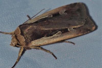 <i>Ochropleura leucogaster</i>