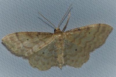 <i>Idaea fuscovenosa</i>