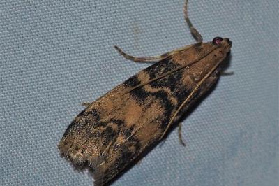 <i>Euzophera pinguis</i>