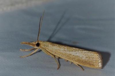 <i>Agriphila straminella</i>