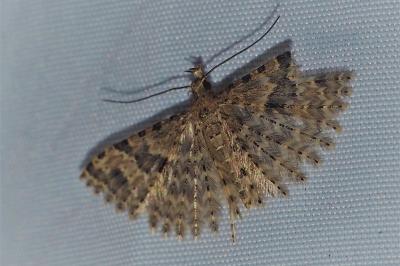 <i>Alucita hexadactyla</i>
