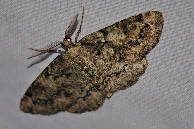 <i>Cleorodes lichenaria</i>