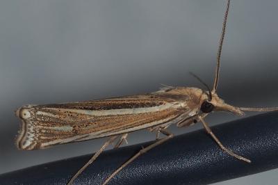 <i>Ancylolomia tentaculella</i>