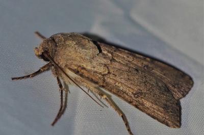 <i>Agrotis segetum</i>