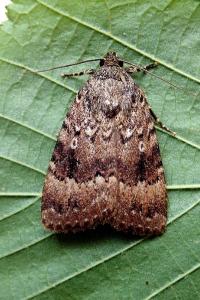 <i>Amphipyra pyramidea</i>