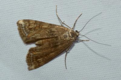 <i>Cataclysta lemnata</i>