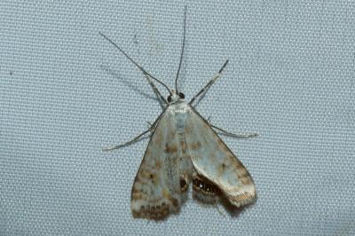 <i>Cataclysta lemnata</i>