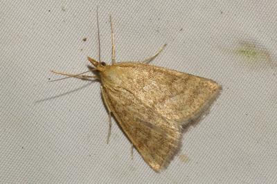 <i>Psammotis pulveralis</i>