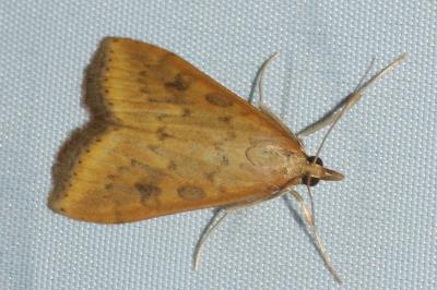 <i>Udea ferrugalis</i>