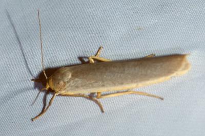 <i>Eilema caniola</i>