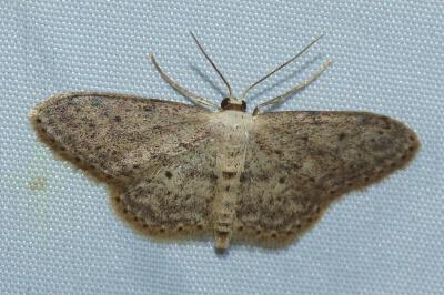 <i>Idaea seriata</i>