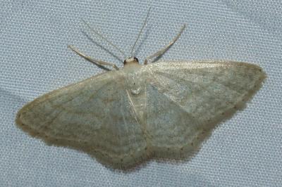 <i>Idaea subsericeata</i>
