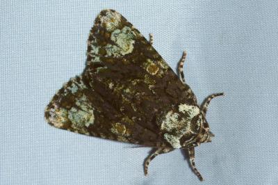 <i>Craniophora ligustri</i>