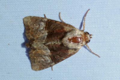 <i>Mesoligia furuncula</i>