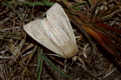 <i>Mythimna straminea</i>