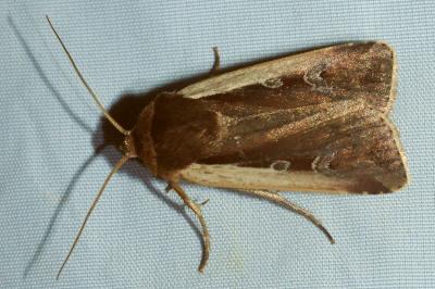 <i>Ochropleura plecta</i>