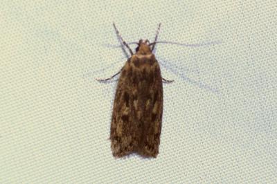 <i>Hofmannophila pseudospretella</i>