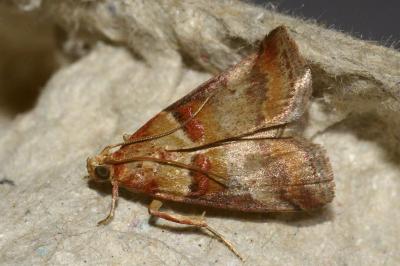 <i>Acrobasis tumidana</i>