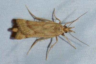 <i>Synaphe punctalis</i>