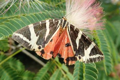 <i>Euplagia quadripunctaria</i>