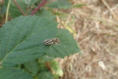 <i>Emmelia trabealis</i>