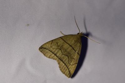 <i>Herminia grisealis</i>