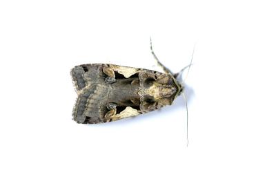<i>Xestia c-nigrum</i>