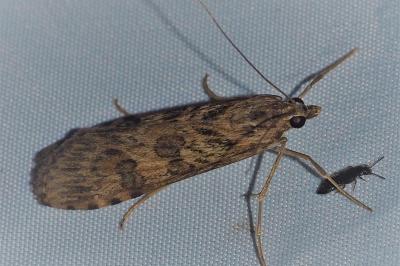 <i>Nomophila noctuella</i>