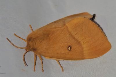 <i>Lasiocampa quercus</i>