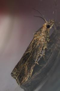 <i>Endothenia quadrimaculana</i>