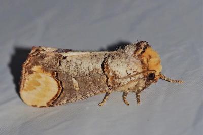 <i>Phalera bucephala</i>