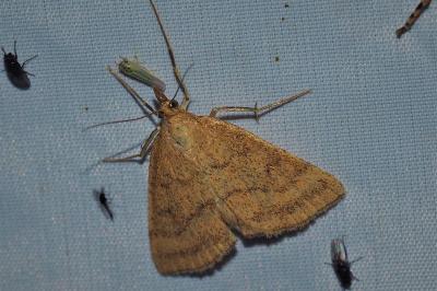 <i>Psammotis pulveralis</i>