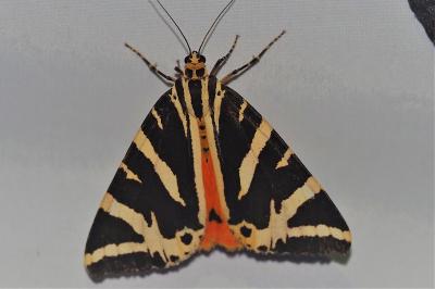 Euplagia quadripunctaria