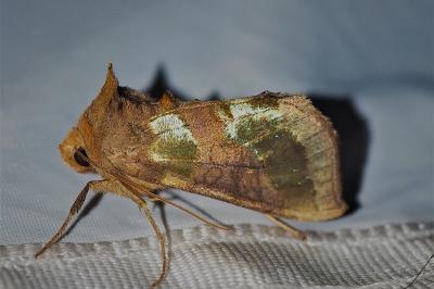 <i>Diachrysia chrysitis</i>