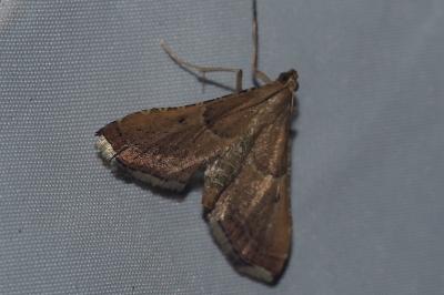 <i>Endotricha flammealis</i>