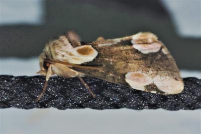 <i>Thyatira batis</i>