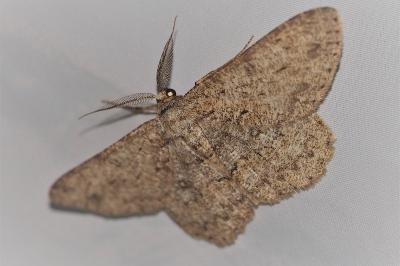 <i>Hypomecis punctinalis</i>