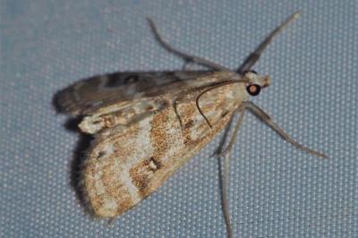 <i>Parapoynx stratiotata</i>