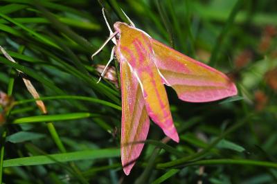 <i>Deilephila elpenor</i>
