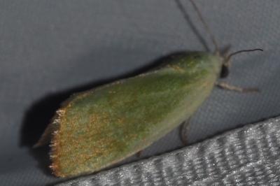 <i>Earias clorana</i>